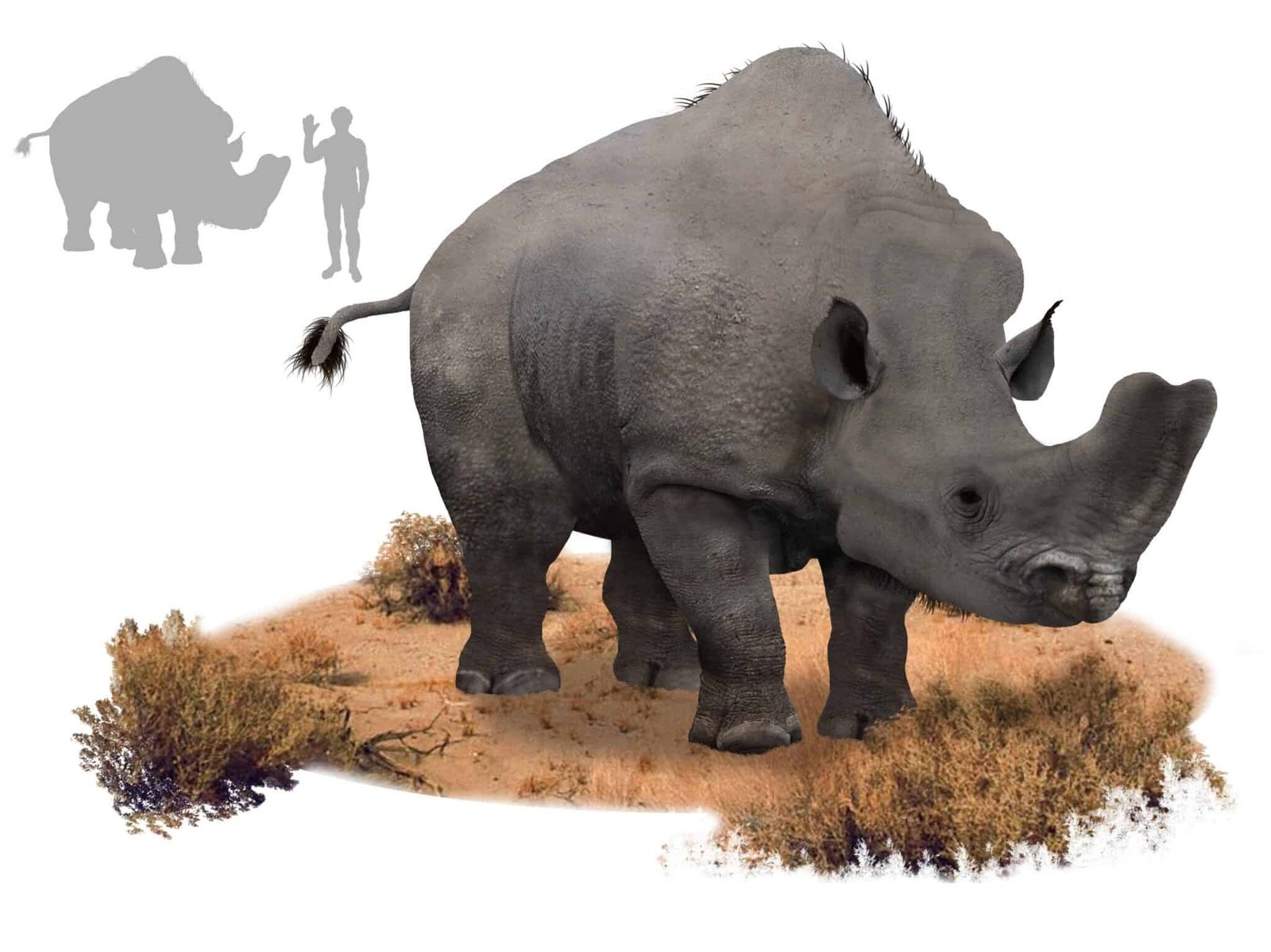 Embolotherium: Rhinoceros possess horns like those of scarab beetles