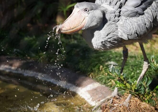 Shoebill Stork: Looks ugly but can eat antelopes and crocodiles