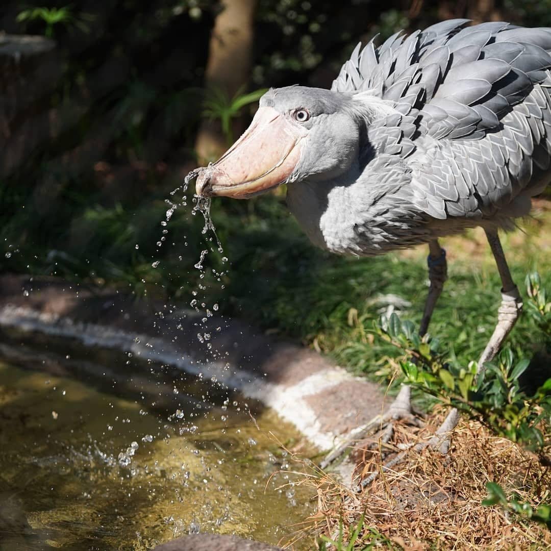 Shoebill Stork: Looks ugly but can eat antelopes and crocodiles