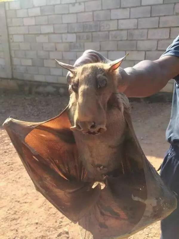 Hammerhead Bat: The African Megabat is known as one of the ugliest creatures in the world!