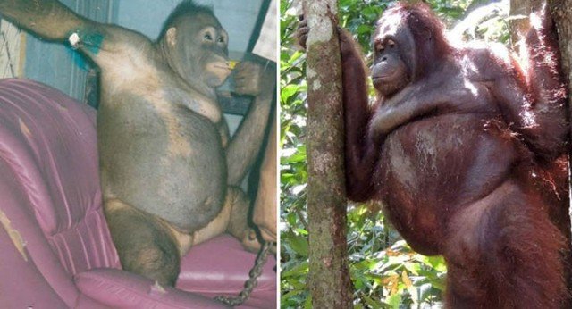 Breaking into a brothel, police found an orangutan that had been forced into sex slavery for 6 years to the point that it lost its natural survival instincts.